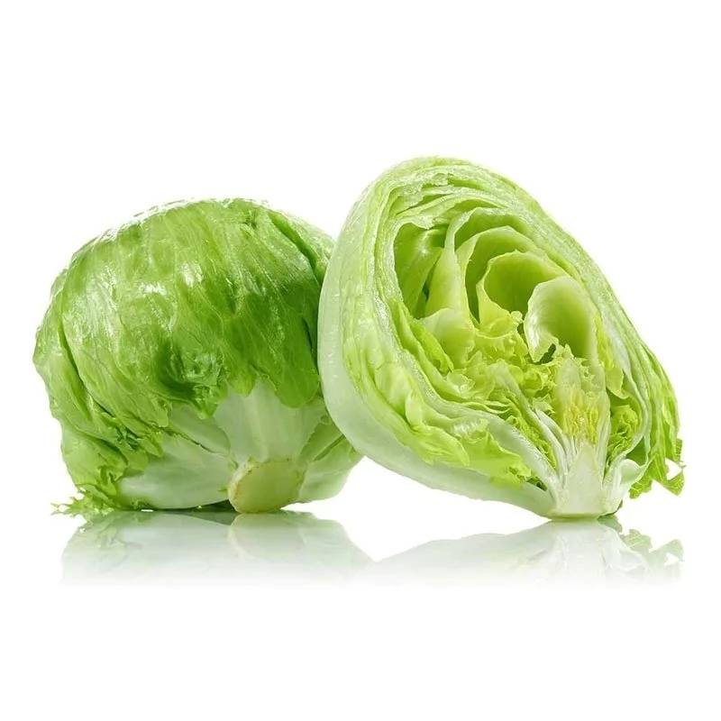 Lechuga repollada - Venta por planta