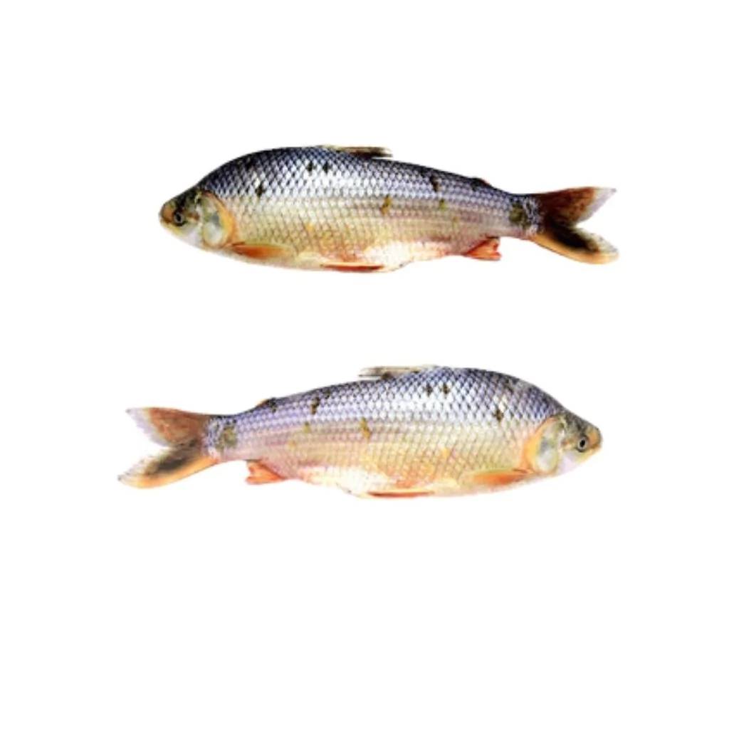 Sábalo Entero x 2Kg Aprox (*)